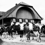 Formule Premium raclette Suisse 🇨🇭 avec charcuterie (par personne)